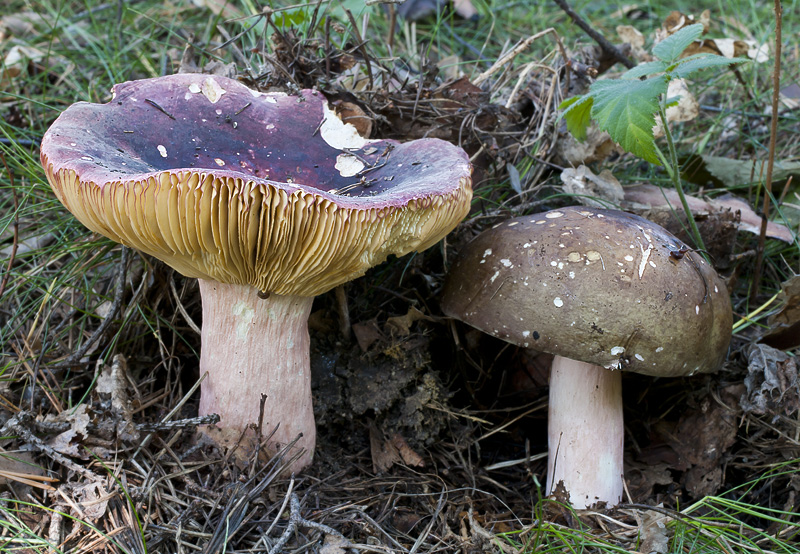 Russula olivacea